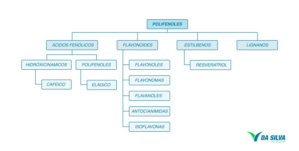 Clasificación de los polifenoles